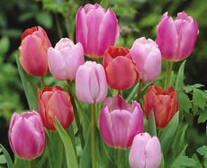 Wonderful in combination with our Pastel Tulips (item EE). We ve searched the tulip world to find this perfect combination of soft pastel blends.