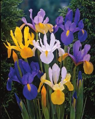 HH II HH 30 IRIS RETICULATA JOYCE $12 II 35 ROCKGARDEN ALLIUM MIX $10 These little gems are some of the best-loved wildflowers in the world.