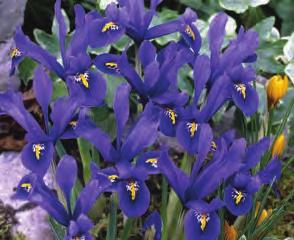 These deer resistant bulbs are perfect for naturalizing in shaded woodlands and other locations. Vigorous and carefree growers, Wood Hyacinths provide years of low care color.