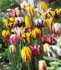 quality flower bulbs and perennials are selected for this program.
