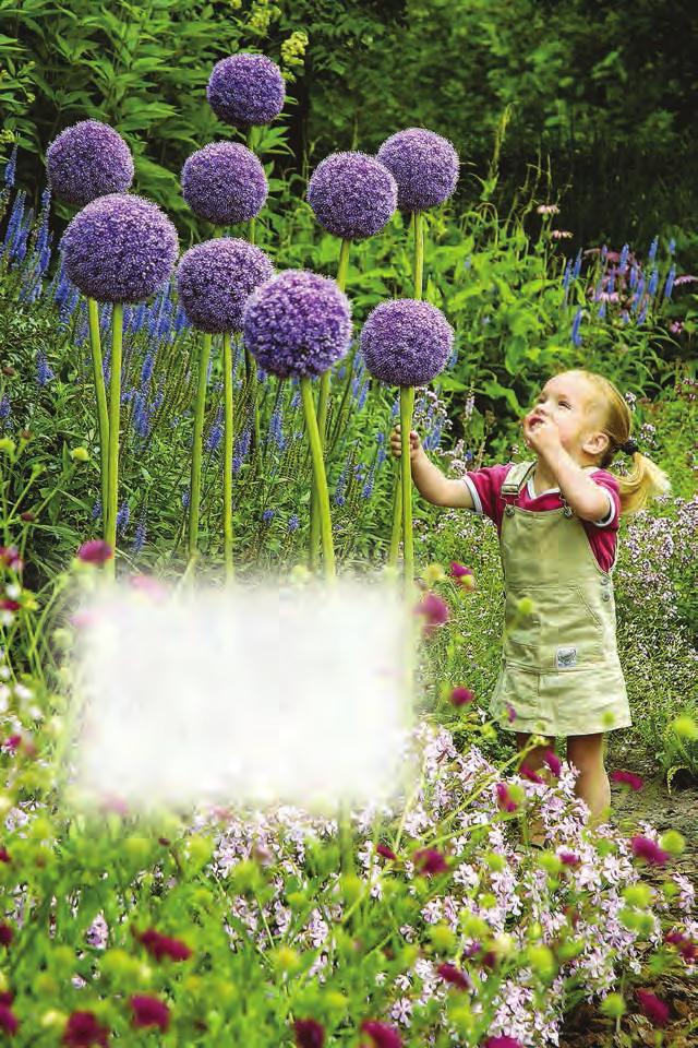 A 6 GIANT PURPLE SENSATION ALLIUM $12 Hundreds of tiny, violet-purple flowers that form a perfectly rounded ball on top of a strong, sturdy stem.