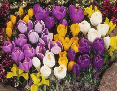 Hardy in zones 5-9 Bulb size 4/5cm Height 2-6 Spacing 2-3 Full Sun Part Sun F 12 SIXTY DAYS OF TULIPS $15 Continuous blooms throughout the entire spring season.