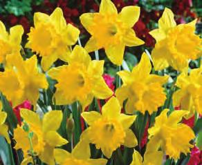 this blend will be sure to compliment your spring garden. Use these long lasting blossoms to edge your bed, plant along any walkway or use for forcing indoors.