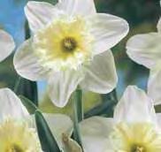 Spacing 5-6 Full or Part Sun Cut Flower Fragrant Deer Resistant 15 White