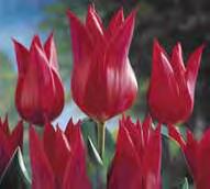 Height 18-20 O 2 Red Hyacinths Zone 4-9 Bulb size 14/15cm Height 8-12