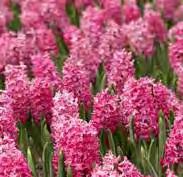 .. 25 bulbs for only $20 PRETTY IN PINK $20 25 Bulbs Certainly one of the