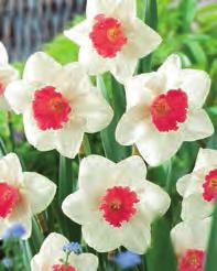 Contains the following: 5 Pink Triumph Tulips Zone 3-8 Bulb size 10/11cm