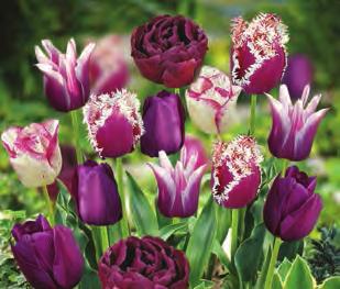 Q R Q 12 PURPLE PASSION BLEND $12 This blend of stunning purple tulips brings together a range of styles and shapes including lily-flowering, doubles, frills and flames.