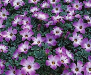 Hardy in zones 3-8 Bulb size 11/12cm Height 20-24 Spacing 4-5 Full Sun Part Sun Cut Flower R 7 PINK BUTTERCUPS $10 Easy to grow... very showy flowers!