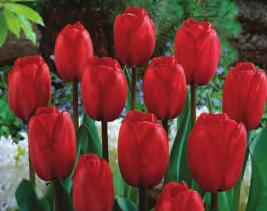 bulbs in single garden, 10 bulbs in double garden Red Impression Tulips Zone 3-8 Bulb size 11/12cm Height 18-24 5 bulbs in single garden, 10 bulbs in