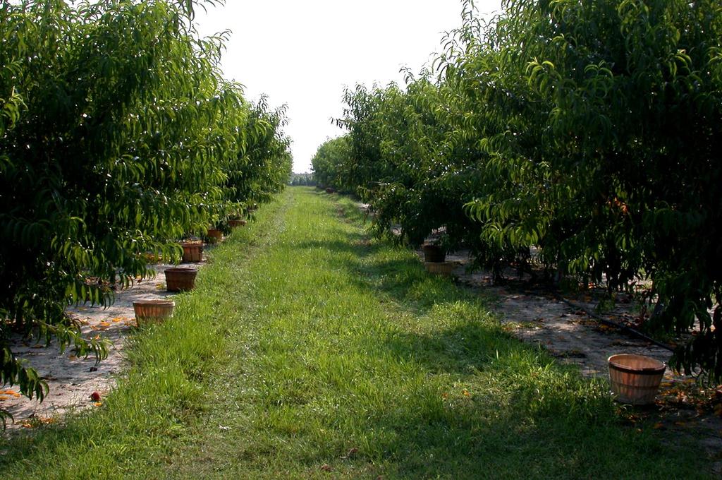 Orchard Floor Management Can Affect Many Aspects