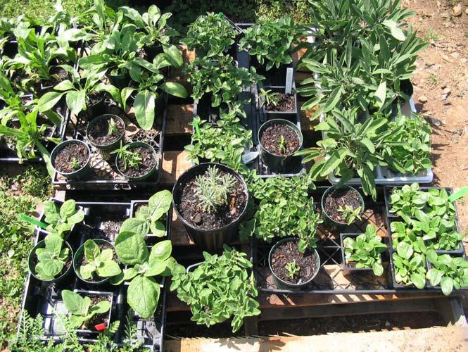 Herbs propagated by Sprouting Wings participants include: mullein, self-heal, yarrow, calendula, and oregano.