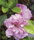 Azalea - Lavender Elsie Lee - Shamarello hybrid. Semi-double, light lavender-purple flowers.