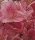 Rich pink, single blooms. Upright, rounded grower. Attractive shady border, accent, massing plant.