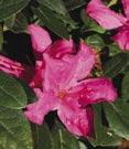 Sangria TM PP#15077 - Encore hybrid. Large, bright pink blooms. Upright grower. Attractive shady border, accent, massing plant.
