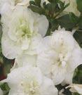 Azalea - White Encore Autumn Angel TM PP#15227 - Encore hybrid. Large, pure white flowers. Dense, spreading grower.