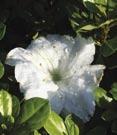 G. Gerbing Pleasant White White Cascade - Shamarello hybrid. Dense, spreading form. Pure white flowers.