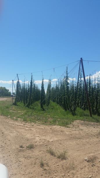 Colorado Hop Yard This 16 acre farm is owned by Lance Williamson and his wife in Delta.