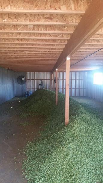 Colorado Hop Yard In the floor of the drying green