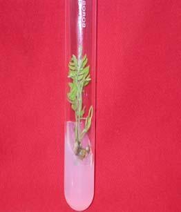 5 Root formation from in vitro grown shoots on half strength MS + 3.0 mg/l Fig.6 Establishment of in vitro grown plantlets under in vivo conditions. IBA. 5.
