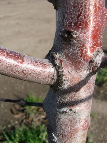 A weak primary scaffold with included bark (left) that is likely to split out. A primary scaffold with strong branch attachment (right).
