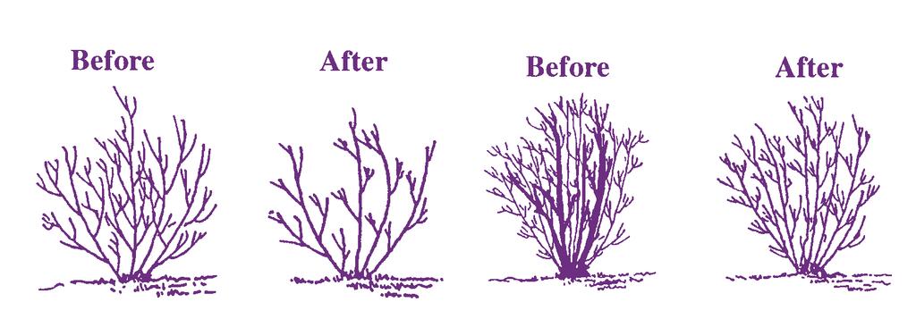 PRUNING SHRUBS IN THE LOW AND MID-ELEVATION DESERTS IN ARIZONA Ursula K. Schuch Extension Specialist, School of Plant Sciences Figure 1.