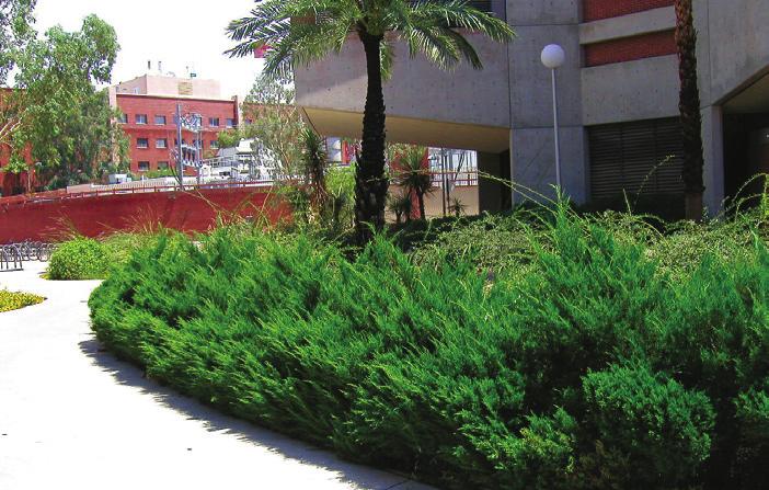 Maintenance of established hedges usually starts after spring growth is completed. Follow up depends on the species and the level of formality desired.