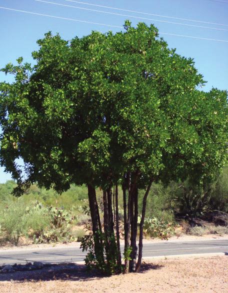 into a small multi-trunk tree. Figure 11.