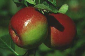 Apple Varieties Some of the best and oldest