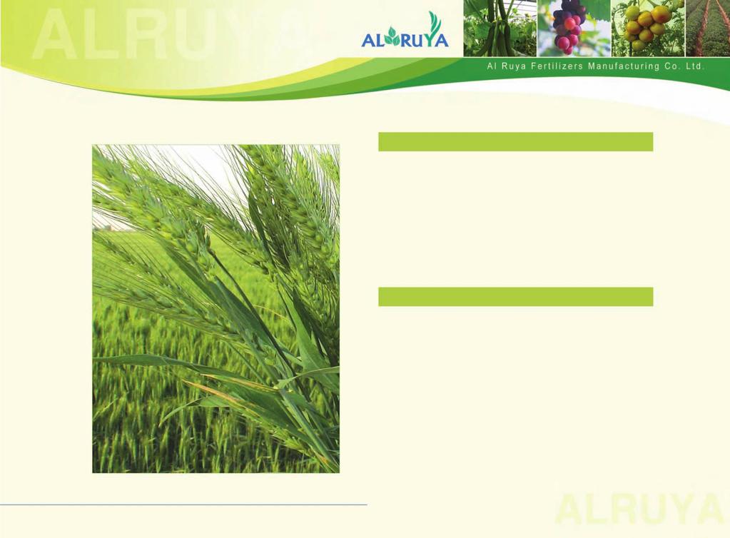 Special Compounds Important effects of different fertilizer compounds and The Special Compounds on the wheat crops.