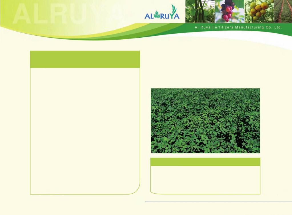 Illustrative example for the feasibility of using Al Ruya Products For example: If we have a 20-hectare alfalfa field yielding 180 to 200 bricks per hectare, so the increase in the productivity by