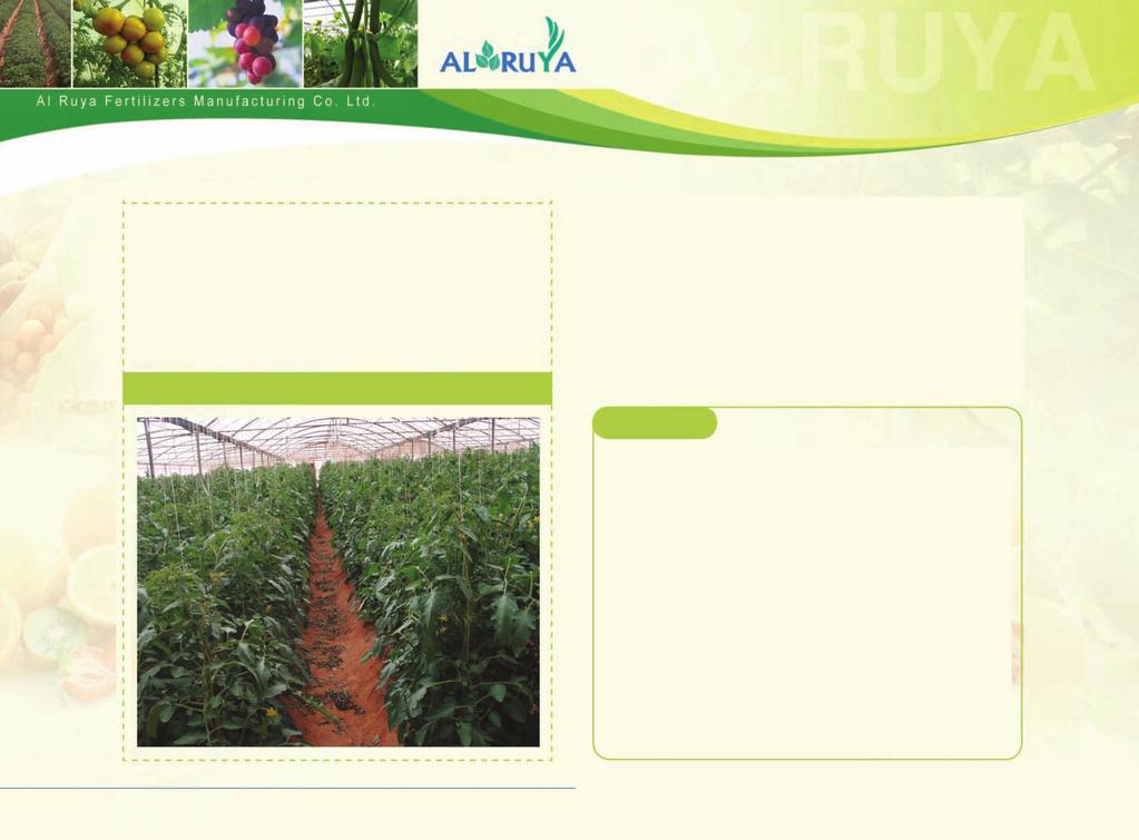 Fifth Week: Add Al Ruya Special Compounds as needed; add 1 liter of Ultra Phyto Plus 8-8-8 for 500m2 greenhouse weekly, and then add the other compound weekly according to the situation of the plant.