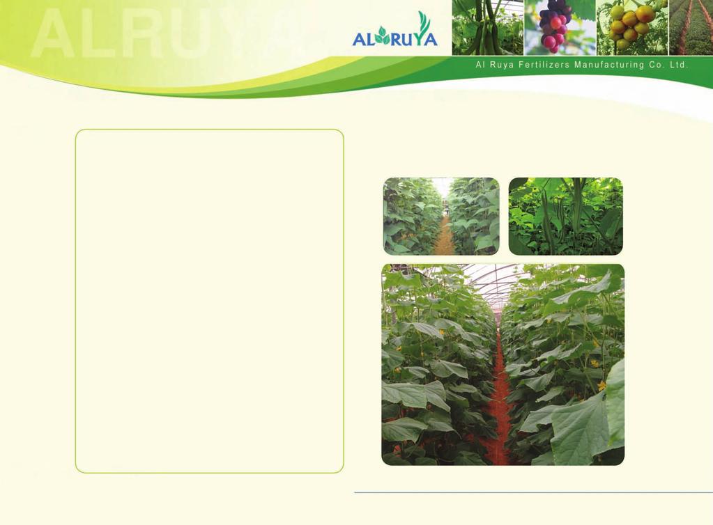 Sixth Batch: Adding Ultra Flower Fruit Plus 0-33-22 is recommended for promoting the flowering process.