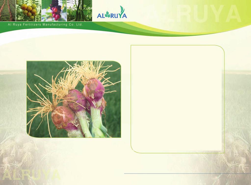 Impact of Al Ruya Special Compounds on Onion Crops: 1.