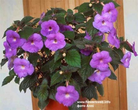Achimenes erecta *** Trailing plant, 45cm Flowers