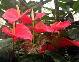 for its foliage Slow growing Popular varieties include