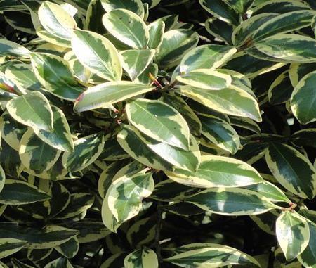 (Croton) Keep a warm area Soil must be