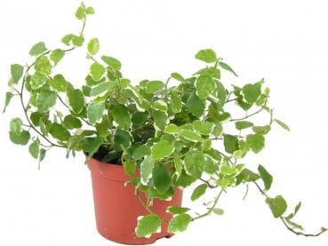Ficus Pumila Trailing plant Prefers partial shade Small leaves, good for