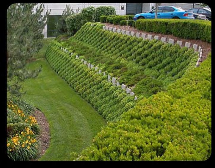 Why GreenLoxx Living Walls?
