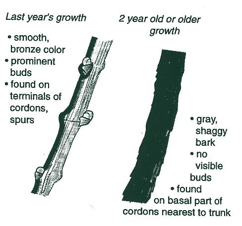Figure 37. Pruning and Training Grapevines, Four Cane Kniffen System Figure 38. Identifying Old Vs. New Growth on Grapevines well as lessens the demand on the root system once growth starts.