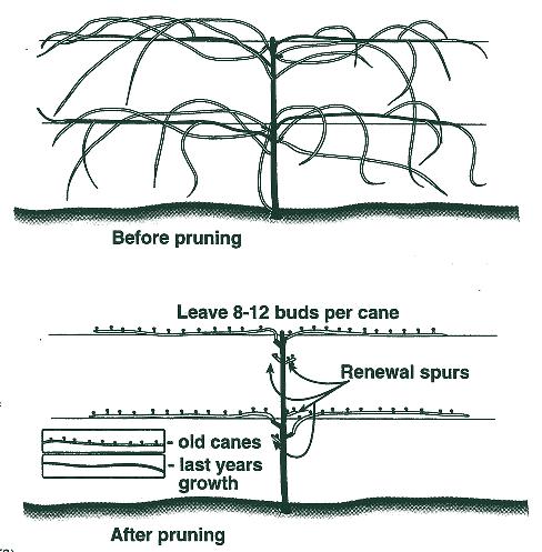 Figure 39. Pruning a Mature Grapevine - Cane Replacement Figure 40. T trellis- Geneva Double Curtain System Pest Control Pest control is an integral part of quality fruit production.