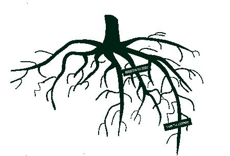Darker colored root tissue suggests problems. If the roots are dry or if the roots just do not look right, contact the nursery right away. Figure 4.