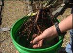 There are usually 3 ways to buy trees and shrubs Bare root Balled in Burlap (Balled and Burlapped) (B & B) Containerized Planted in containers of various sizes Bare Root