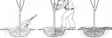 Planting a Bare Root Tree or Shrub Correct Way to Plant a