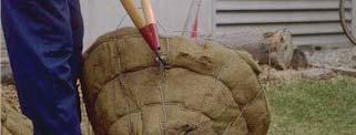Balled in Burlap Burlap (B&B) Plants B&B trees should always be lifted by the ball and not the trunk If burlap is fastened with