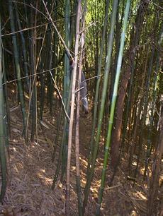 Photos: 1. Bamboo is one of the invasive species found on Little Sugar Creek. This photo is taken south of Woodlawn Avenue. 2. Kudzu is another invasive species found along the banks of the creek.