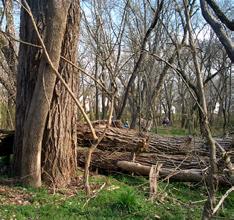 Lawn areas are also found along Little Sugar Creek Greenway Trail. 9. Example of bottomland hardwood habitat.