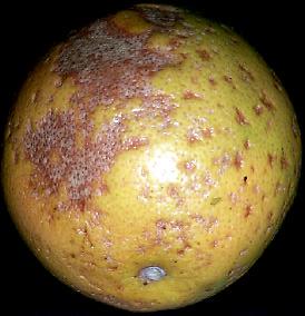 Packinghouse Newsletter No. 196-5- September 30, 2002 Pathogen infection and disease cycle Diplodia stem-end rot: D. natalensis grows and sporulates in deadwood of citrus trees. Water (e.g. from rain or irrigation) transmits fungal spores from deadwood to the surfaces of immature fruit.