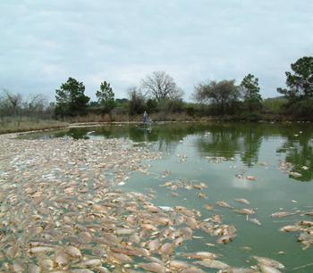 Stream Degradation Impacts to aquatic habitat Degradation of habitat structure Loss of pool riffle