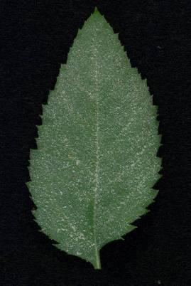 area on bottom of leaf and top of leaf